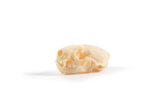 Image description is not available for 2015.3.5